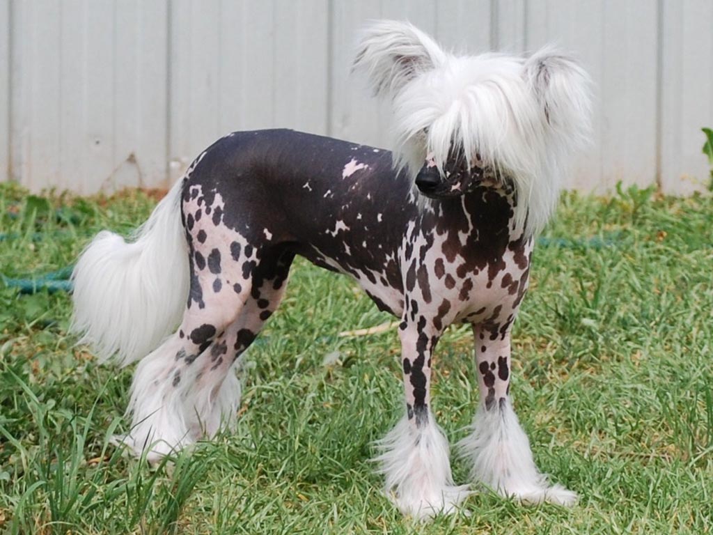 Chinese Crested Breed Guide Learn About The Chinese Crested