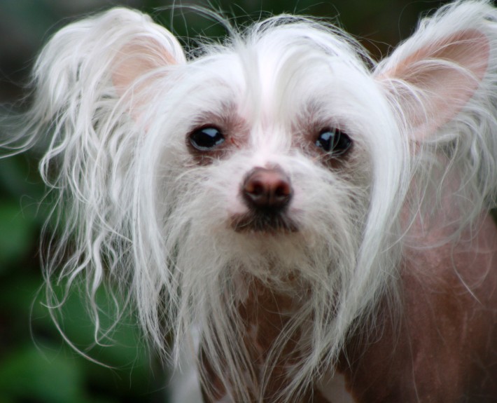 Curated visual reference: Picture Idea: Chinese Crested Breed Guide