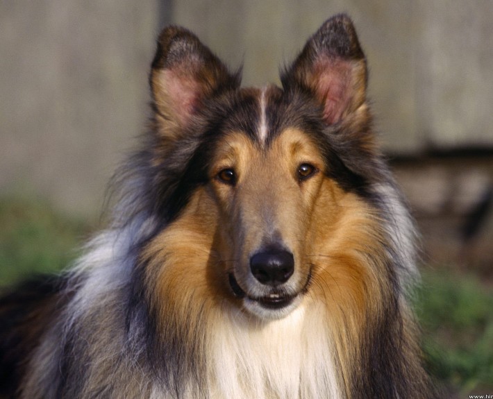 Collie Rough Breed Guide Learn About The Collie Rough