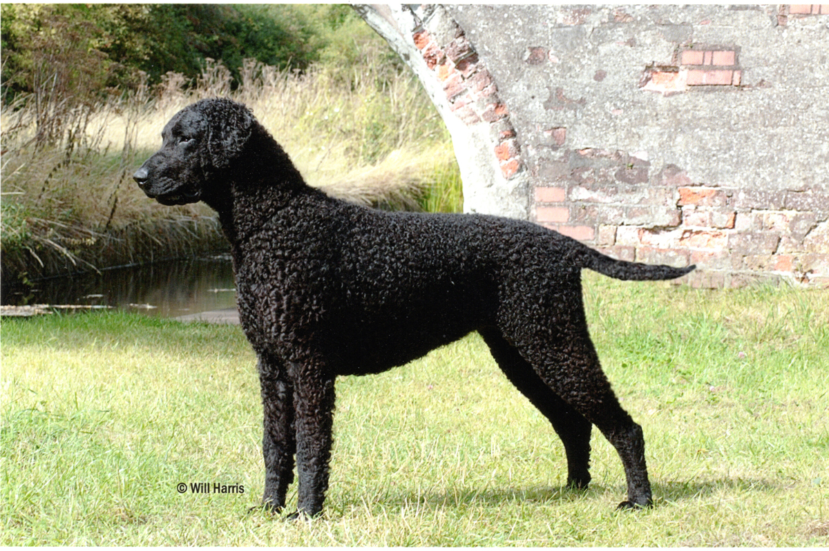 are curly coated retriever good with kids