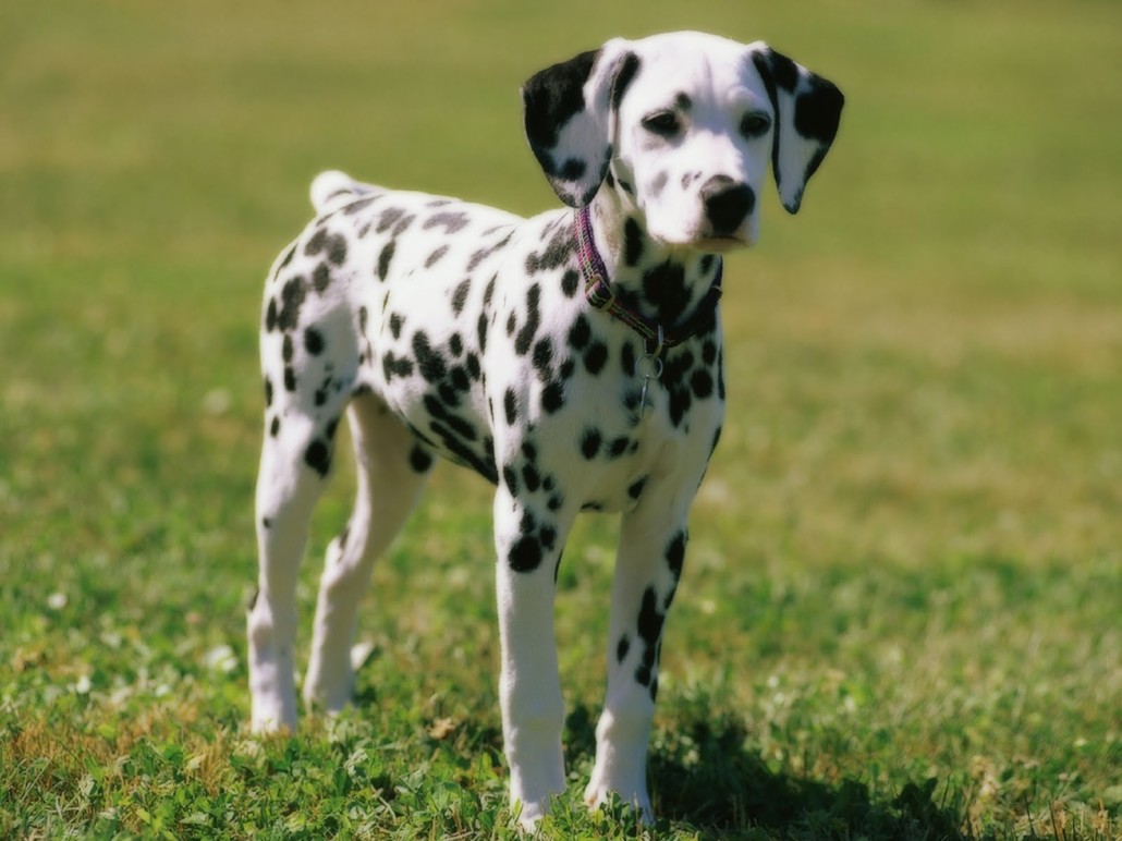 Dalmatian Breed Guide Learn about the Dalmatian.