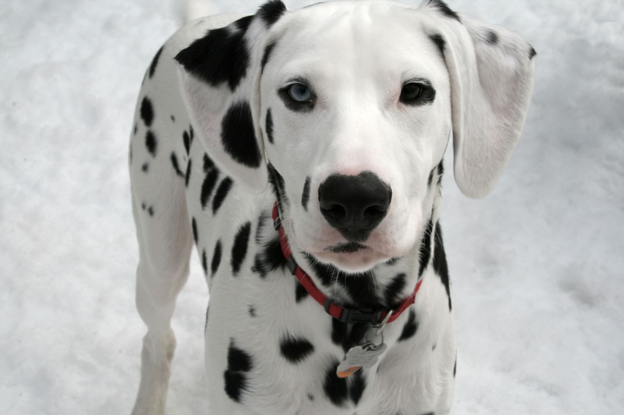 Dalmatian 6. Medium Dog Breeds. 