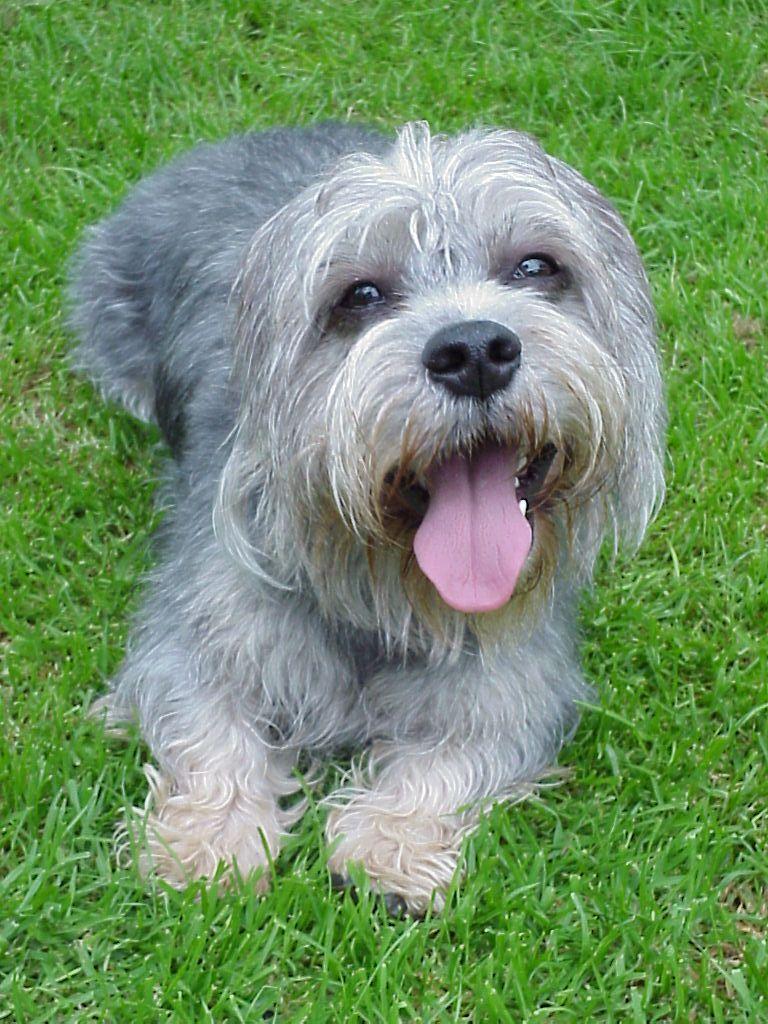 Dandie Dinmont Terrier 2