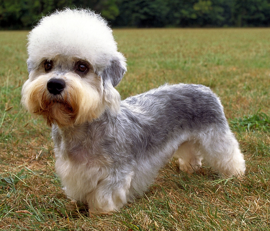 Dandie Dinmont Terrier Breed Guide - Learn about the Dandie Dinmont ...