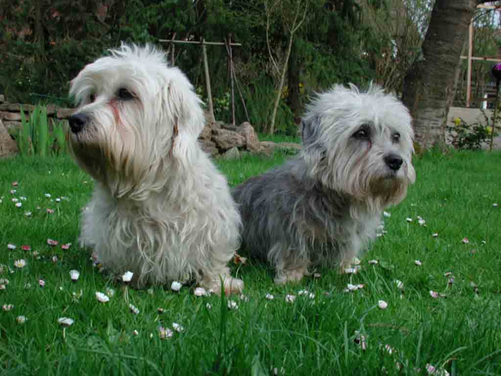 Dandie Dinmont Terrier Breed Guide - Learn about the Dandie Dinmont