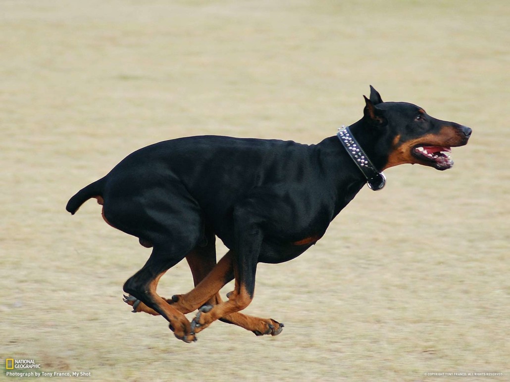 Doberman Pinscher Breed Guide - Learn about the Doberman ...