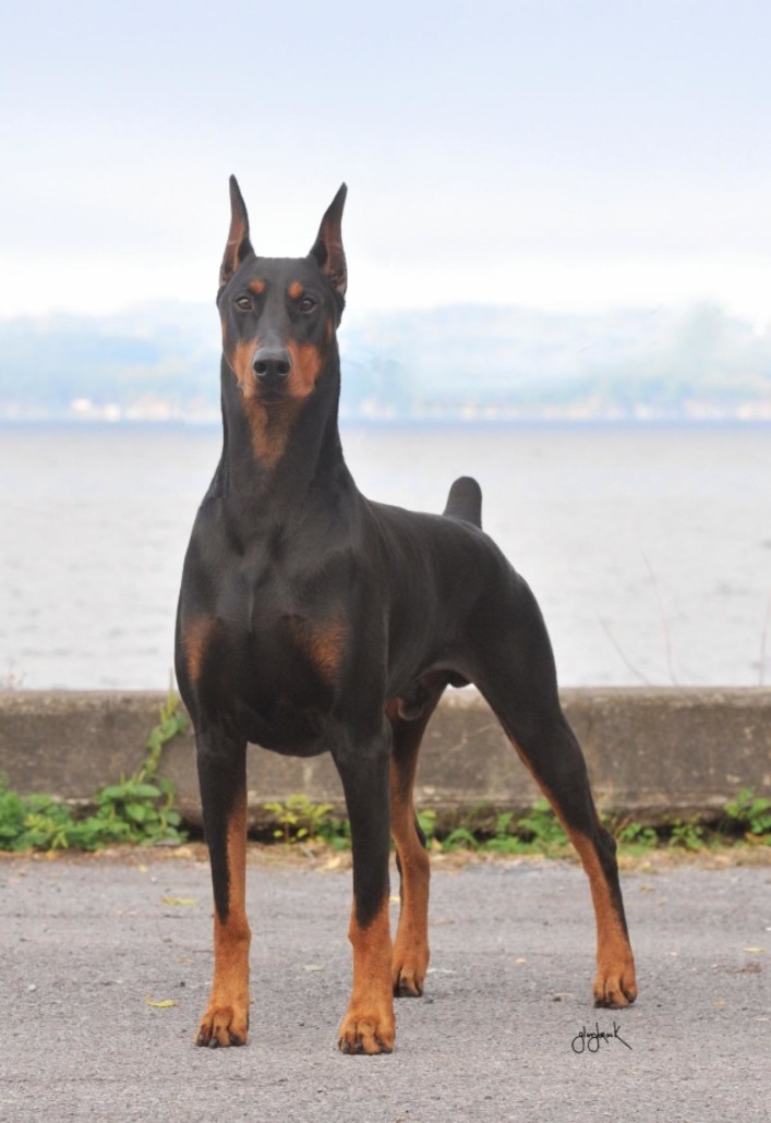 Doberman Pinscher Breed Guide - Learn about the Doberman Pinscher.