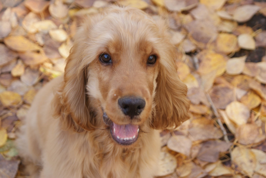 English Cocker Spaniel Breed Guide - Learn about the English Cocker ...