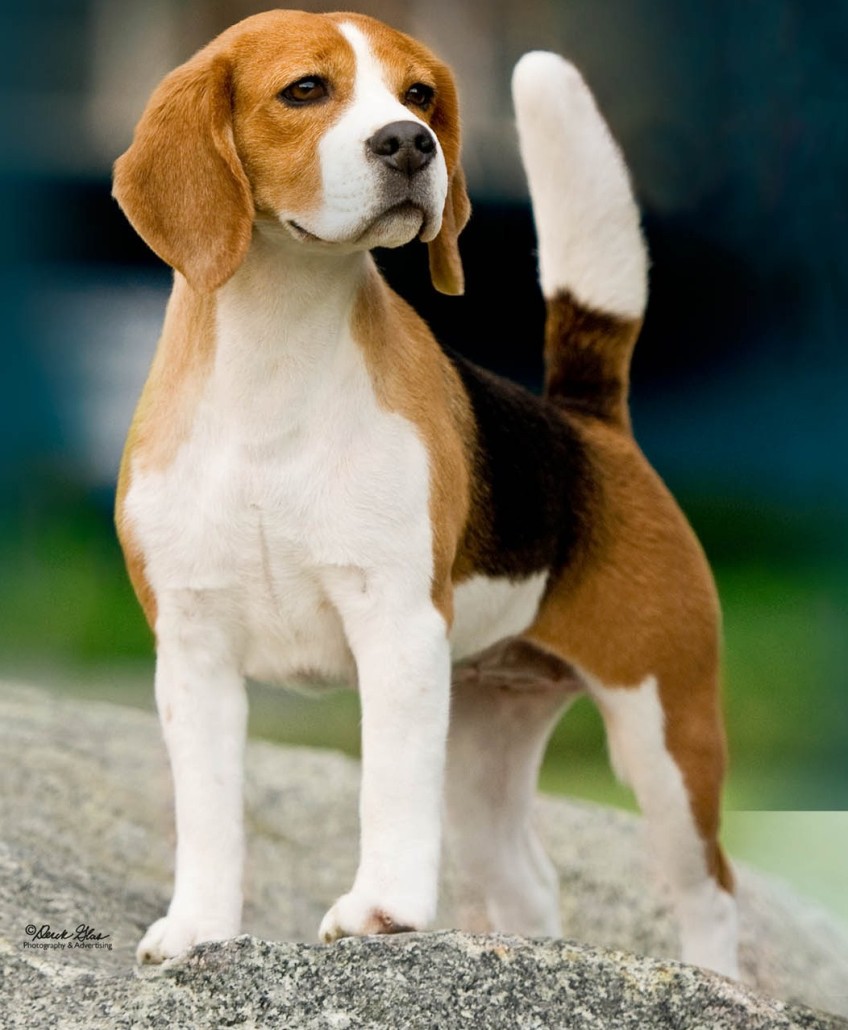 English Foxhound Breed Guide - Learn about the English ...