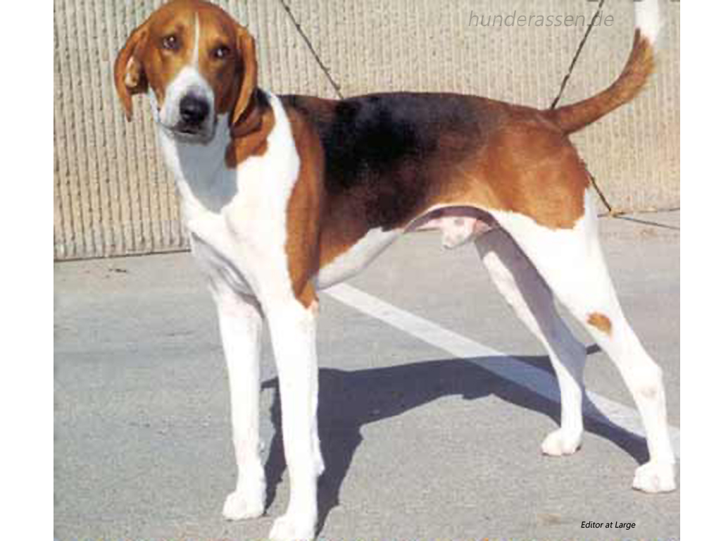 English Foxhound Breed Guide Learn About The English Foxhound