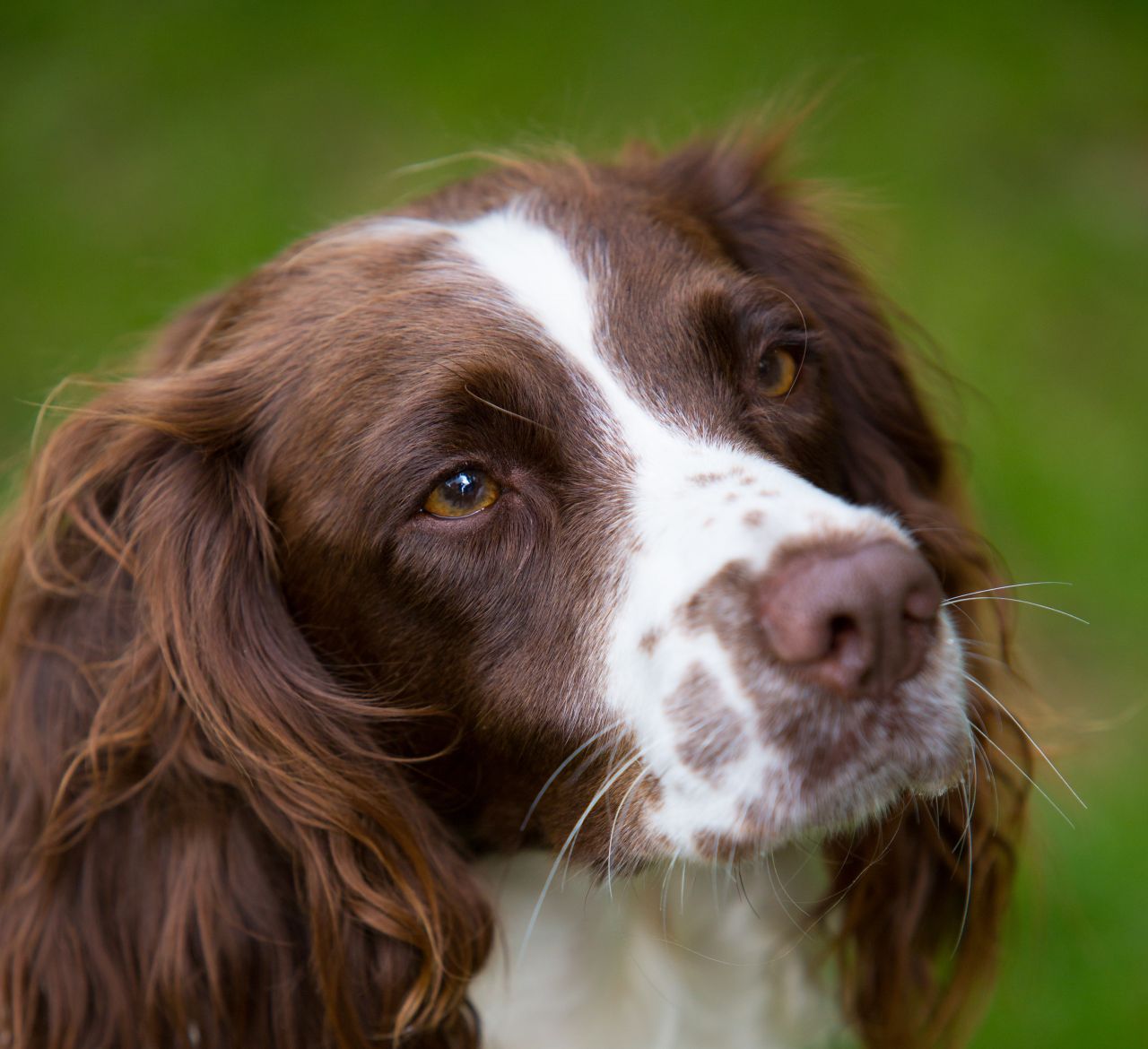 springer spaniel lemon and white