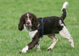 English Springer Spaniel