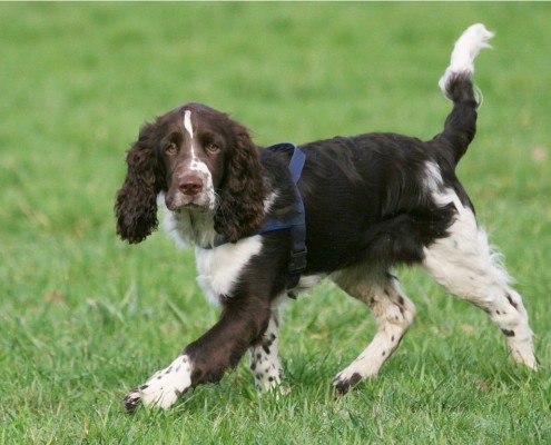 English Springer Spaniel