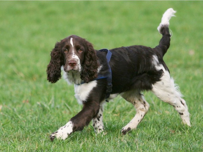 English Springer Spaniel