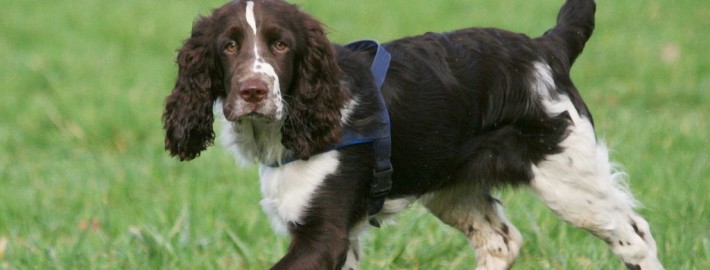 English Springer Spaniel