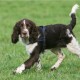 English Springer Spaniel