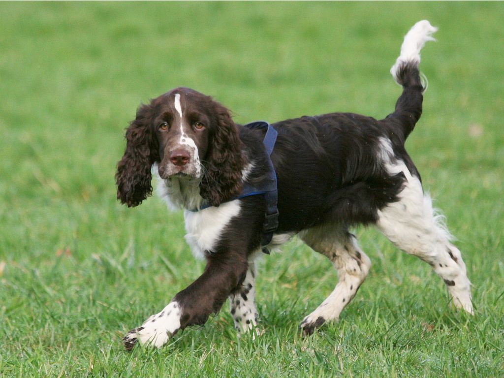 liver colored springer spaniel