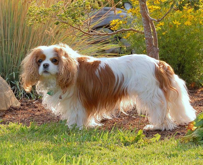 A Whirlwind of Charm: The English Toy Spaniel, a Review for the Discerning Dog Lover