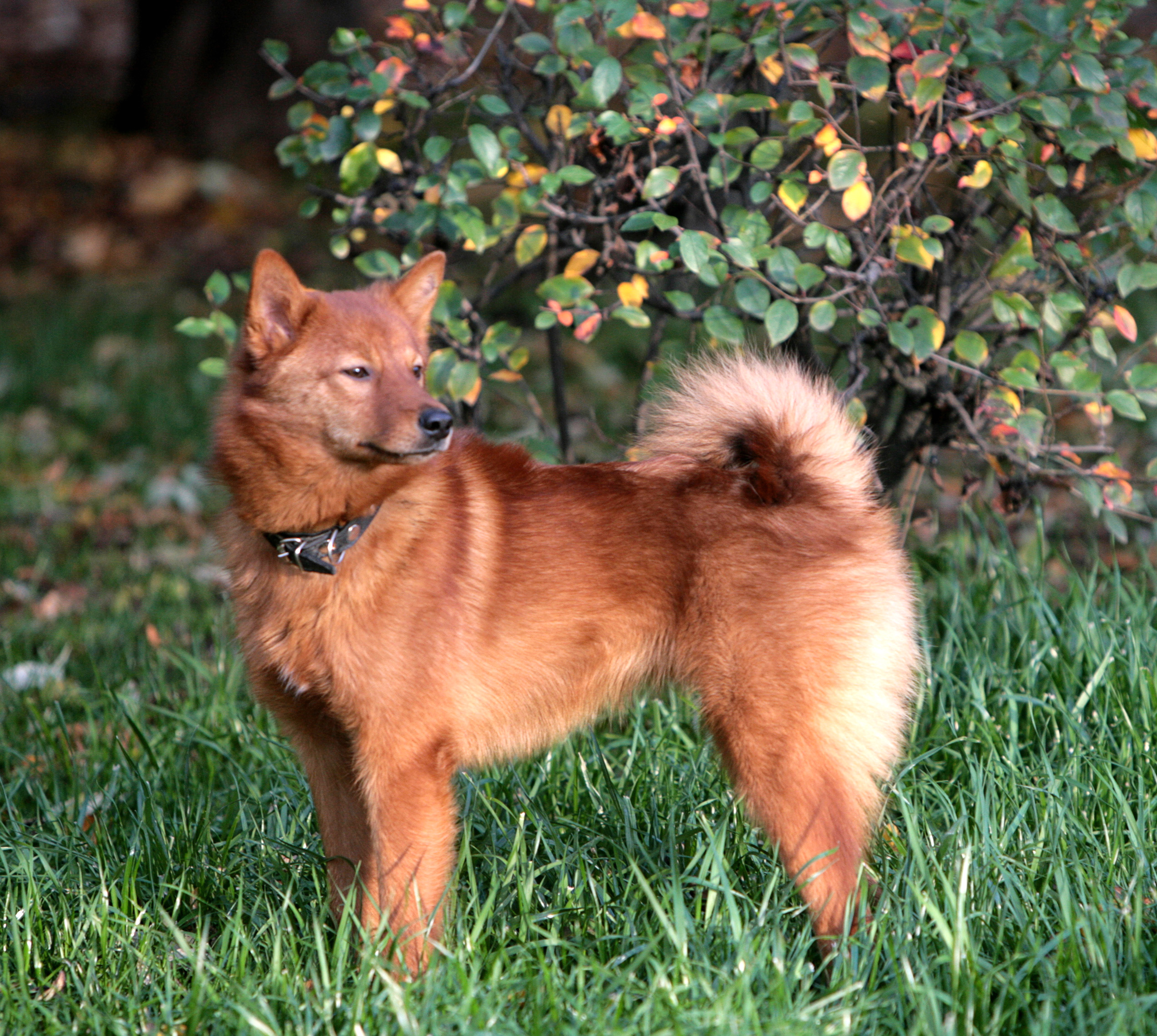 Finnish Spitz Breed Guide Learn About The Finnish Spitz