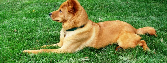 Finnish Spitz