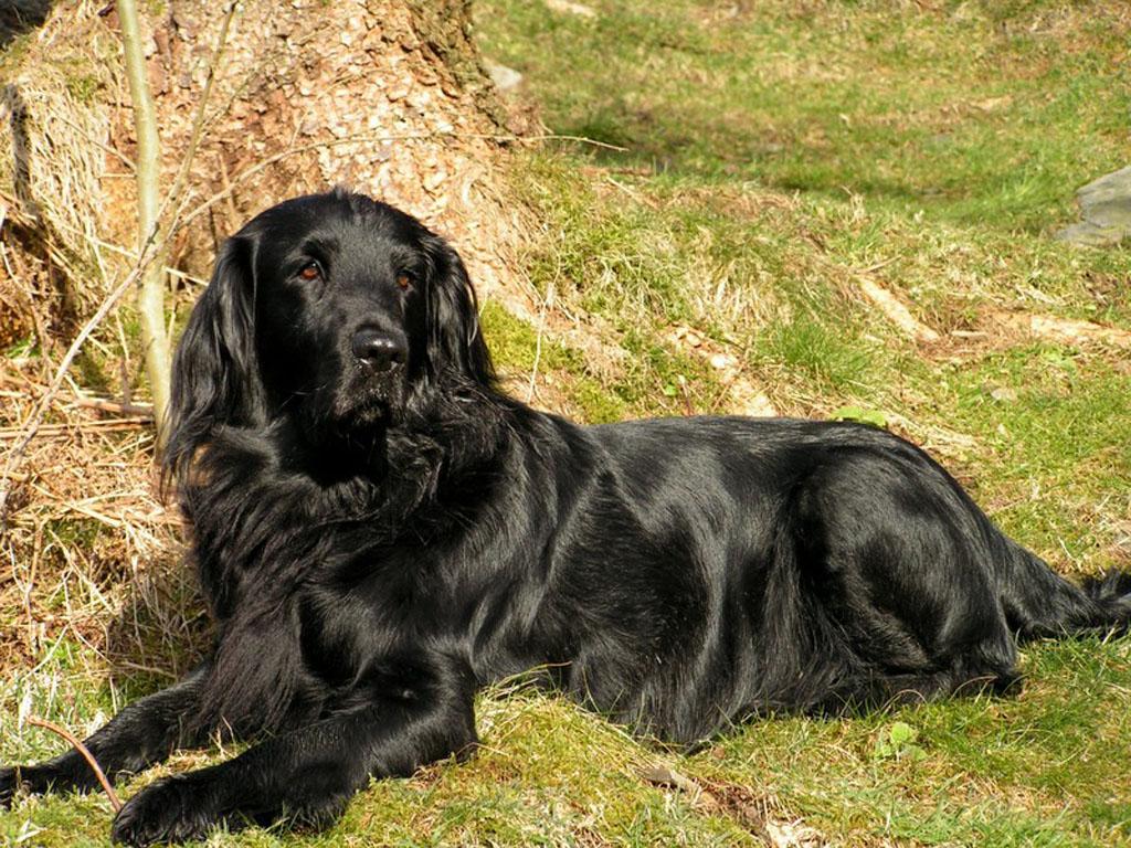 FlatCoated Retriever Breed Guide Learn about the Flat