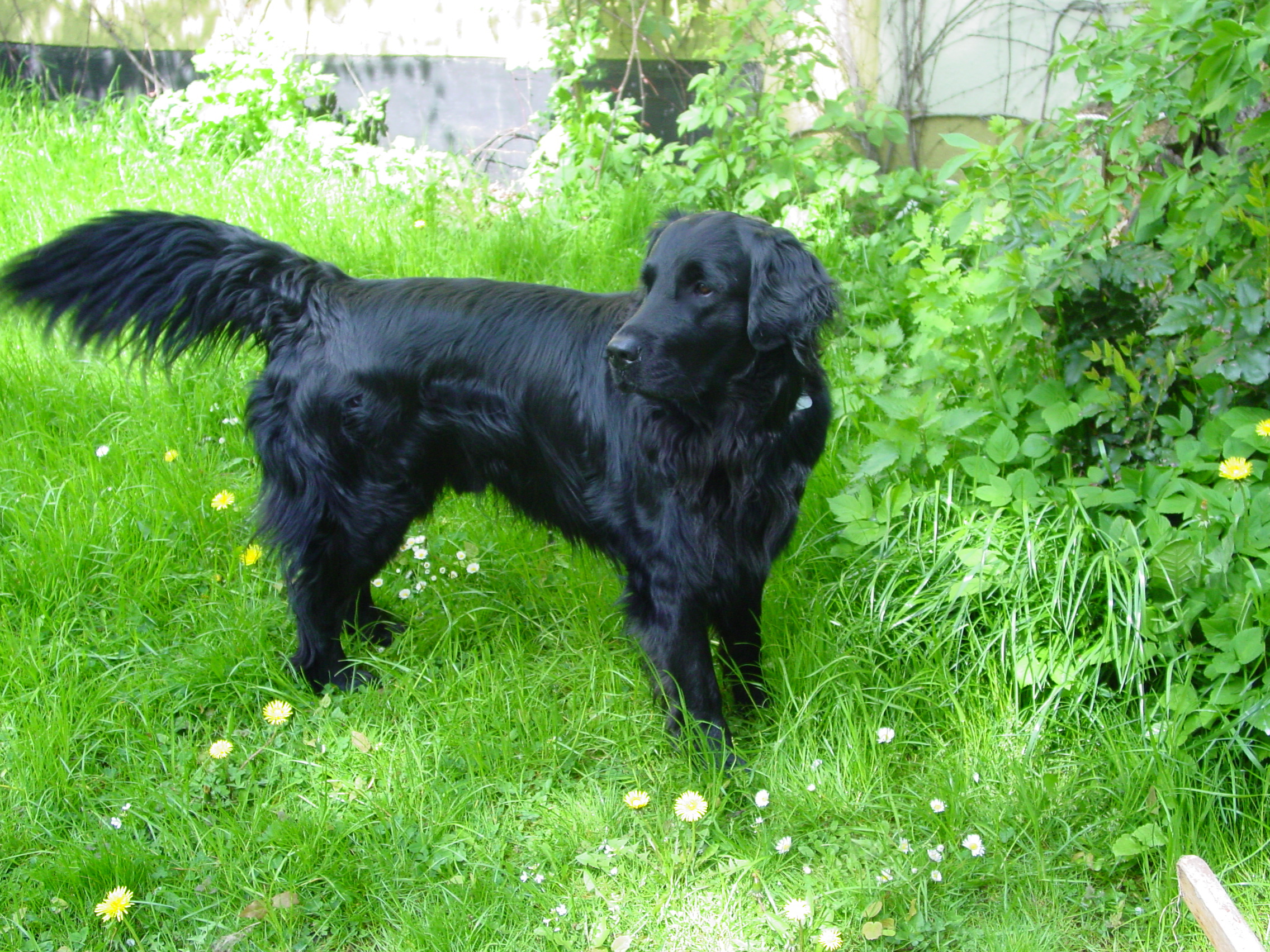 Flat-Coated Retriever Breed Guide - Learn about the Flat ...