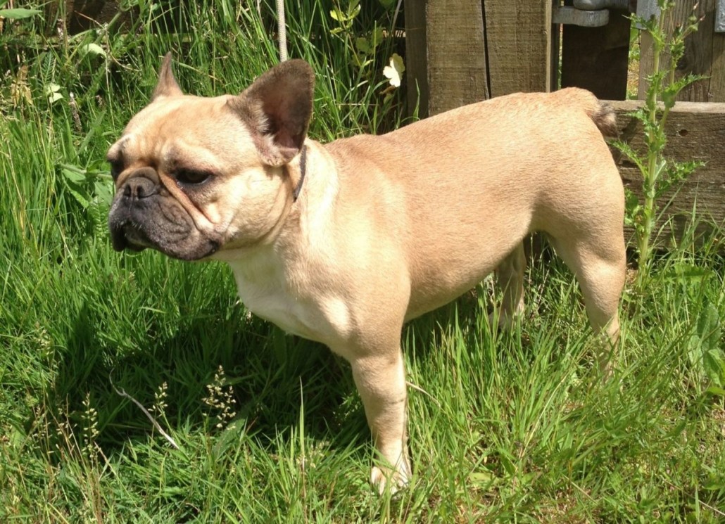 French Bulldog Breed Guide - Learn about the French Bulldog.