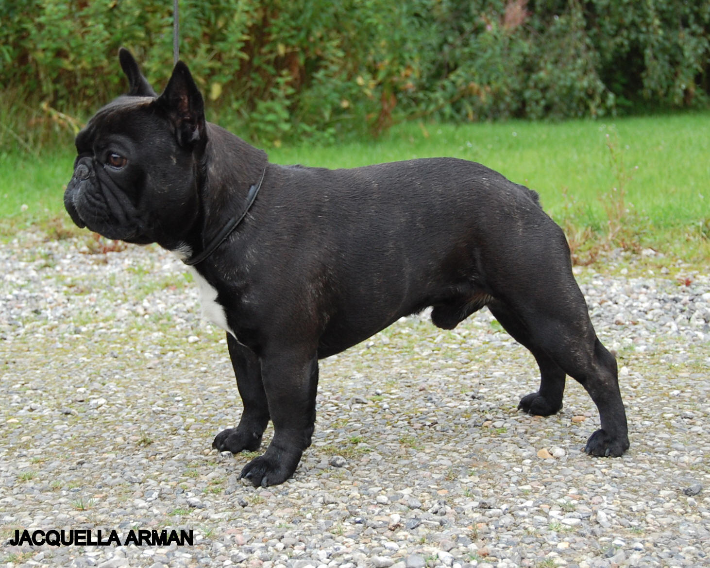French Bulldog Breed Guide - Learn about the French Bulldog.