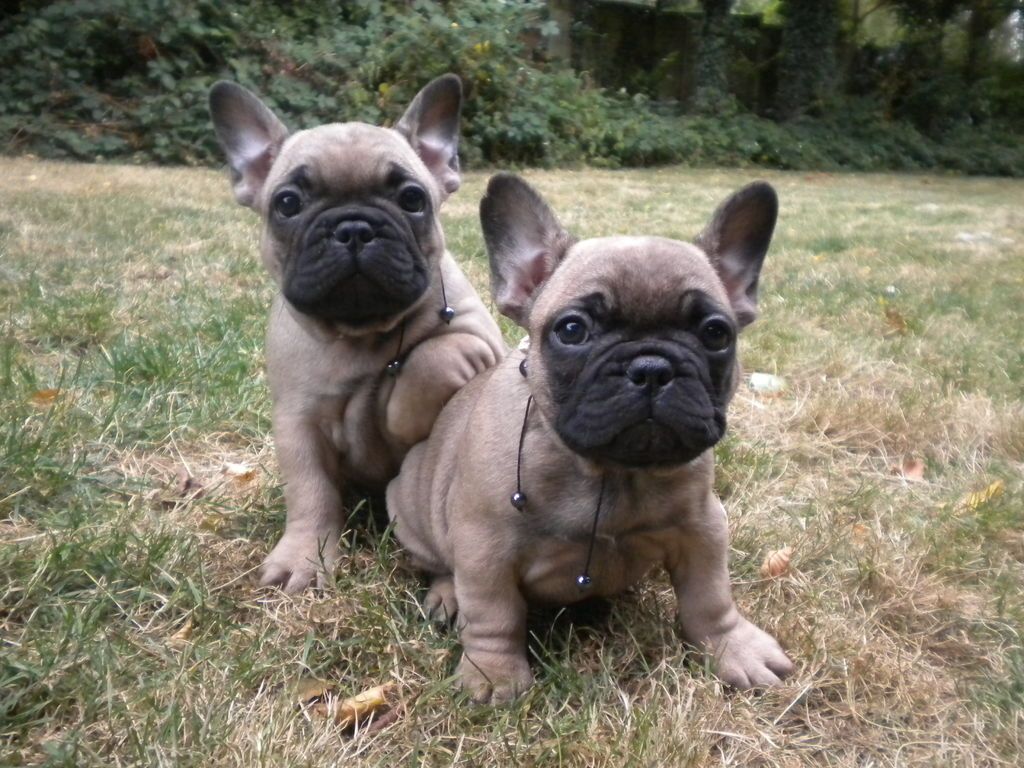 French Bulldog Breed Guide - Learn about the French Bulldog.