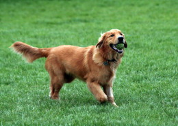 Golden Retriever