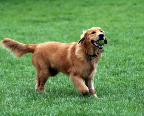 Golden Retriever