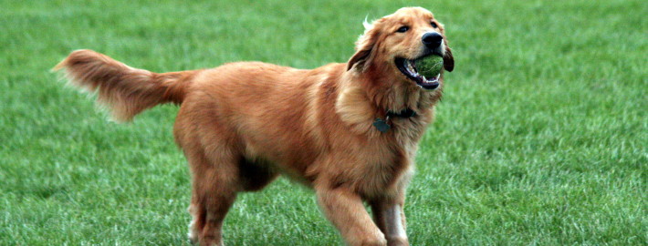 Golden Retriever