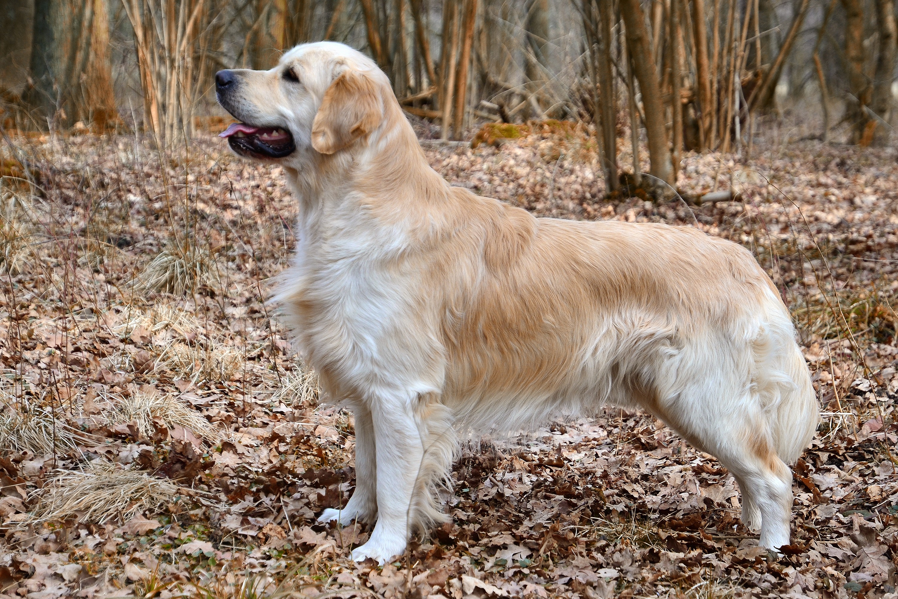 Golden Retriever 5 - GolDen Retriever 5