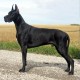 Great Dane