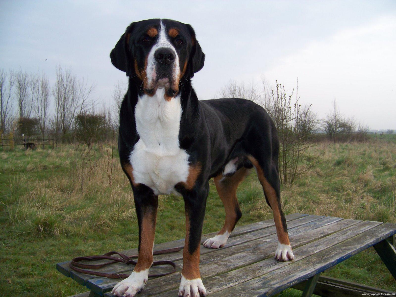 Greater Swiss Mountain Dog Breed Guide - Learn about the Greater Swiss