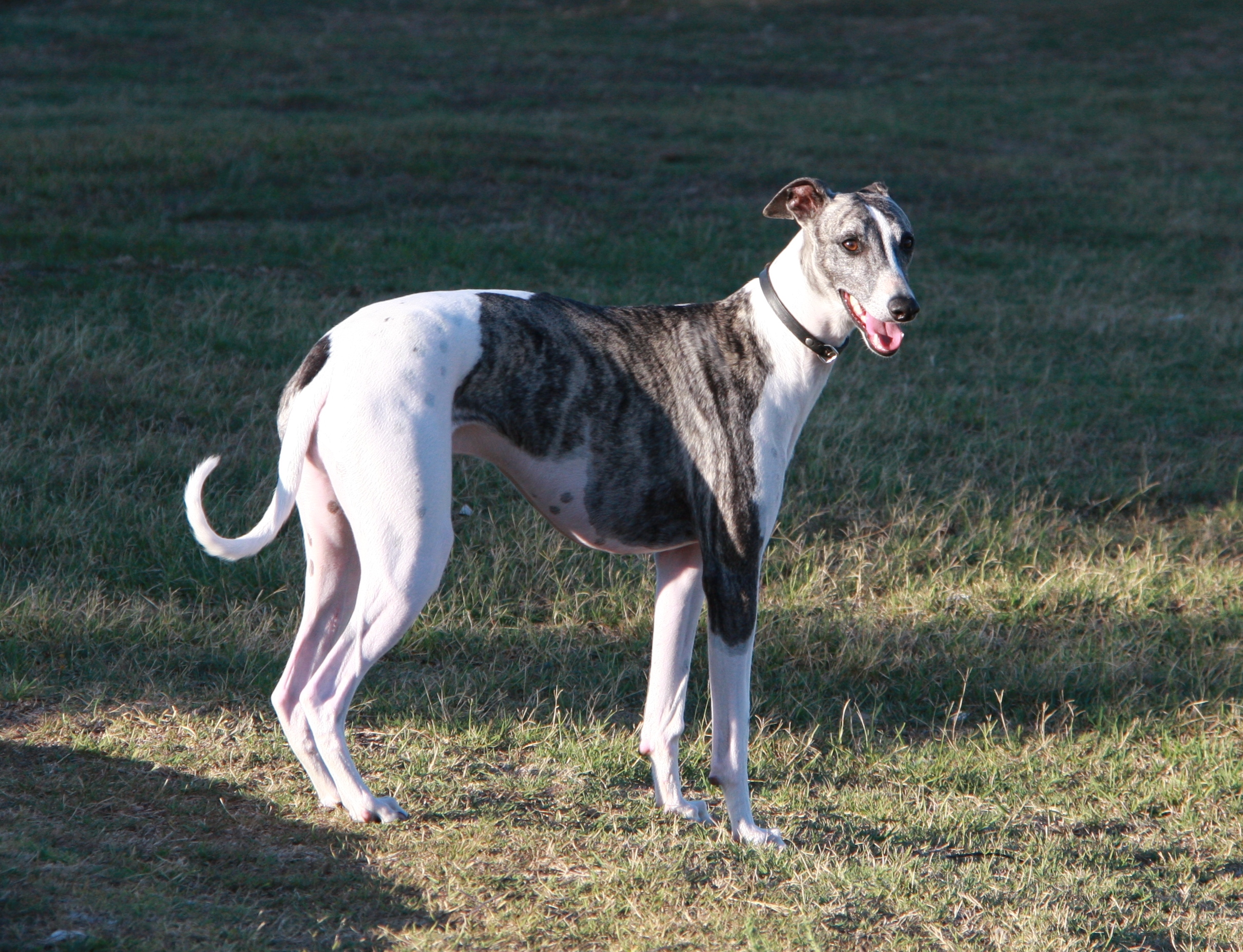 Greyhound 4 - Pet Paw