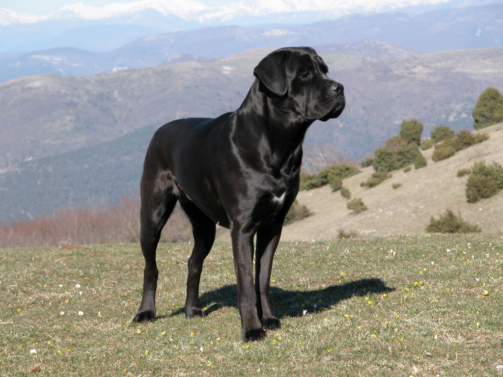 Cane Corso Breed Guide - Learn about the Cane Corso.