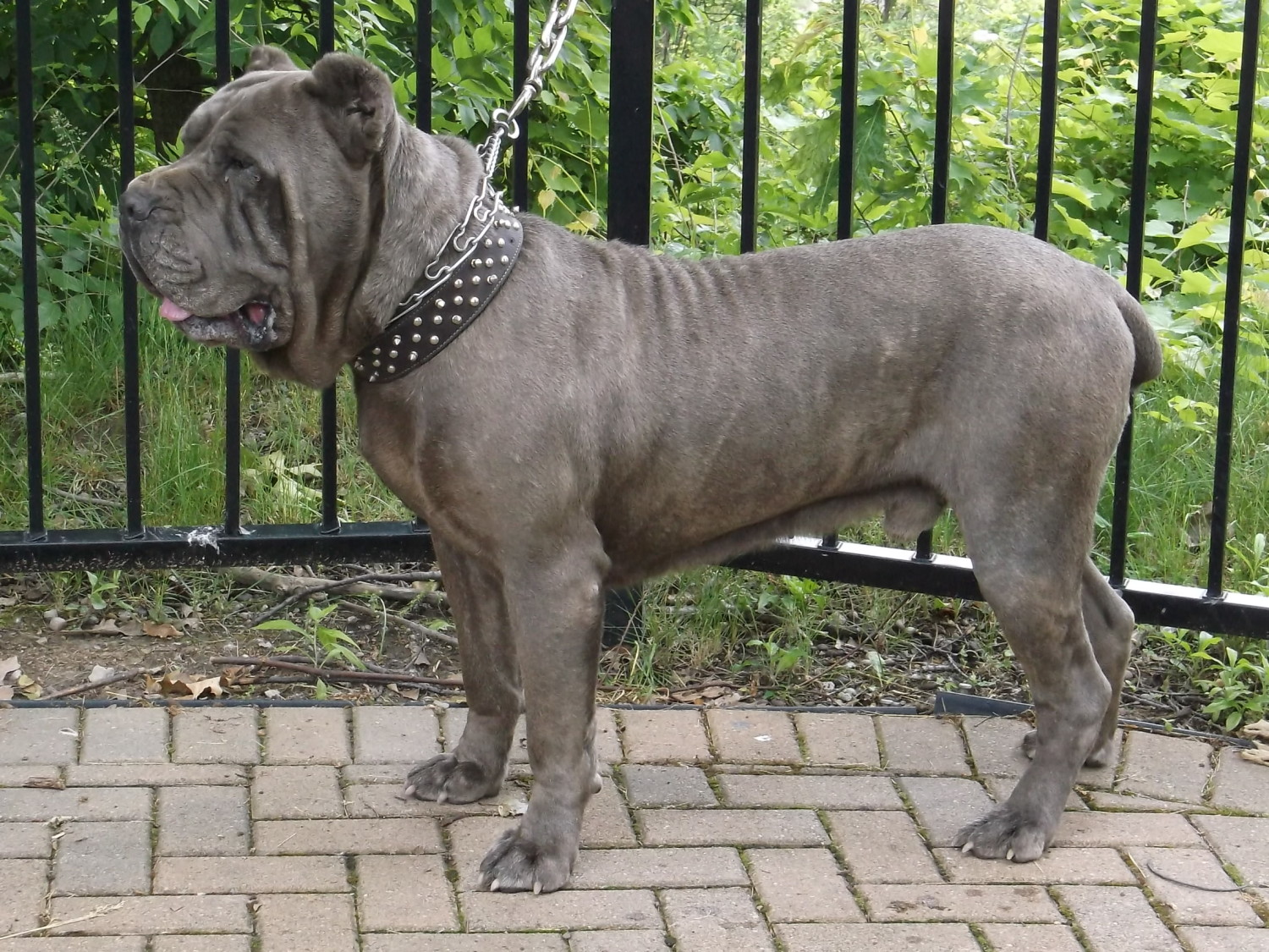Cane Corso 3 Pet Paw