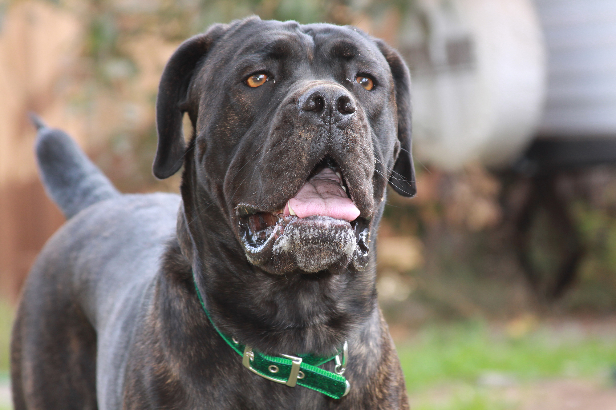 Cane Corso 4