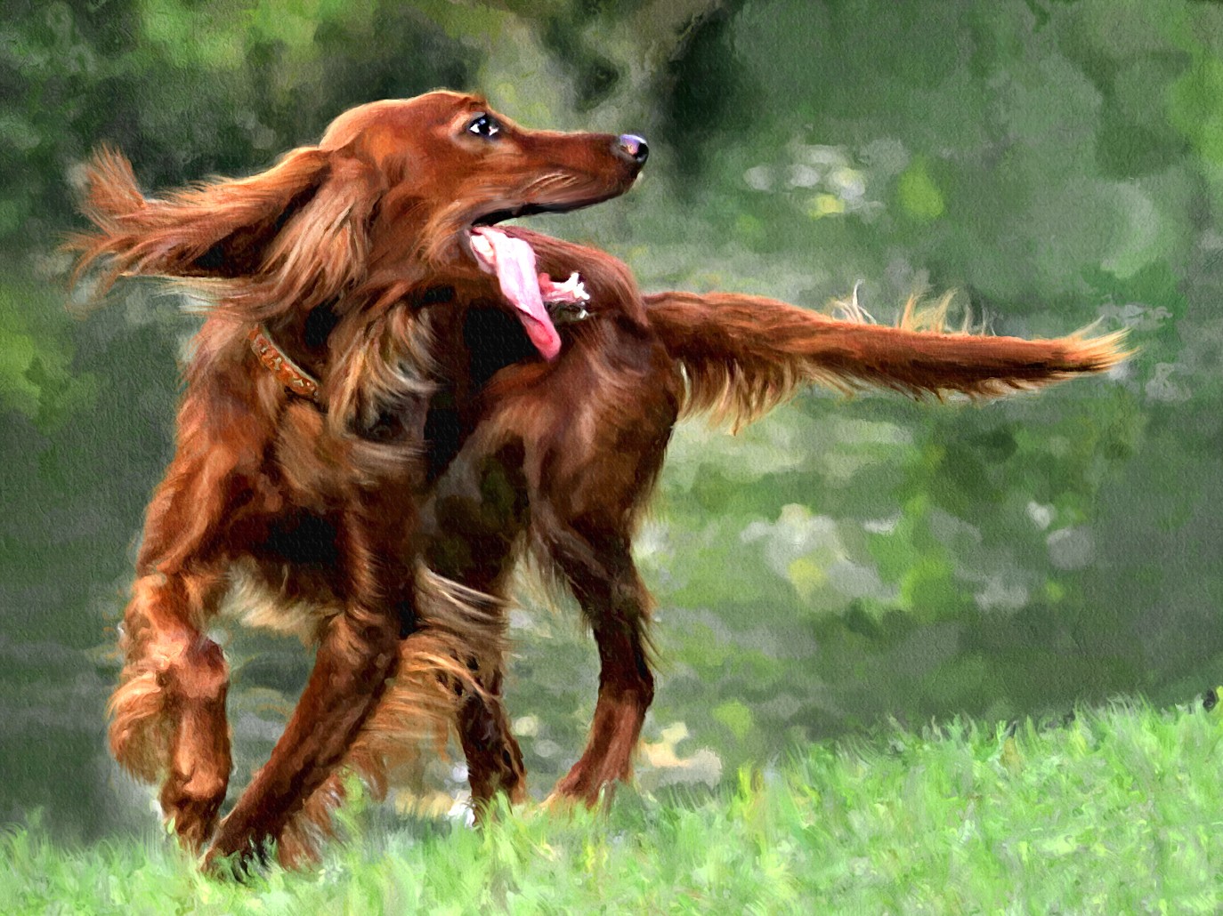 webkinz irish setter