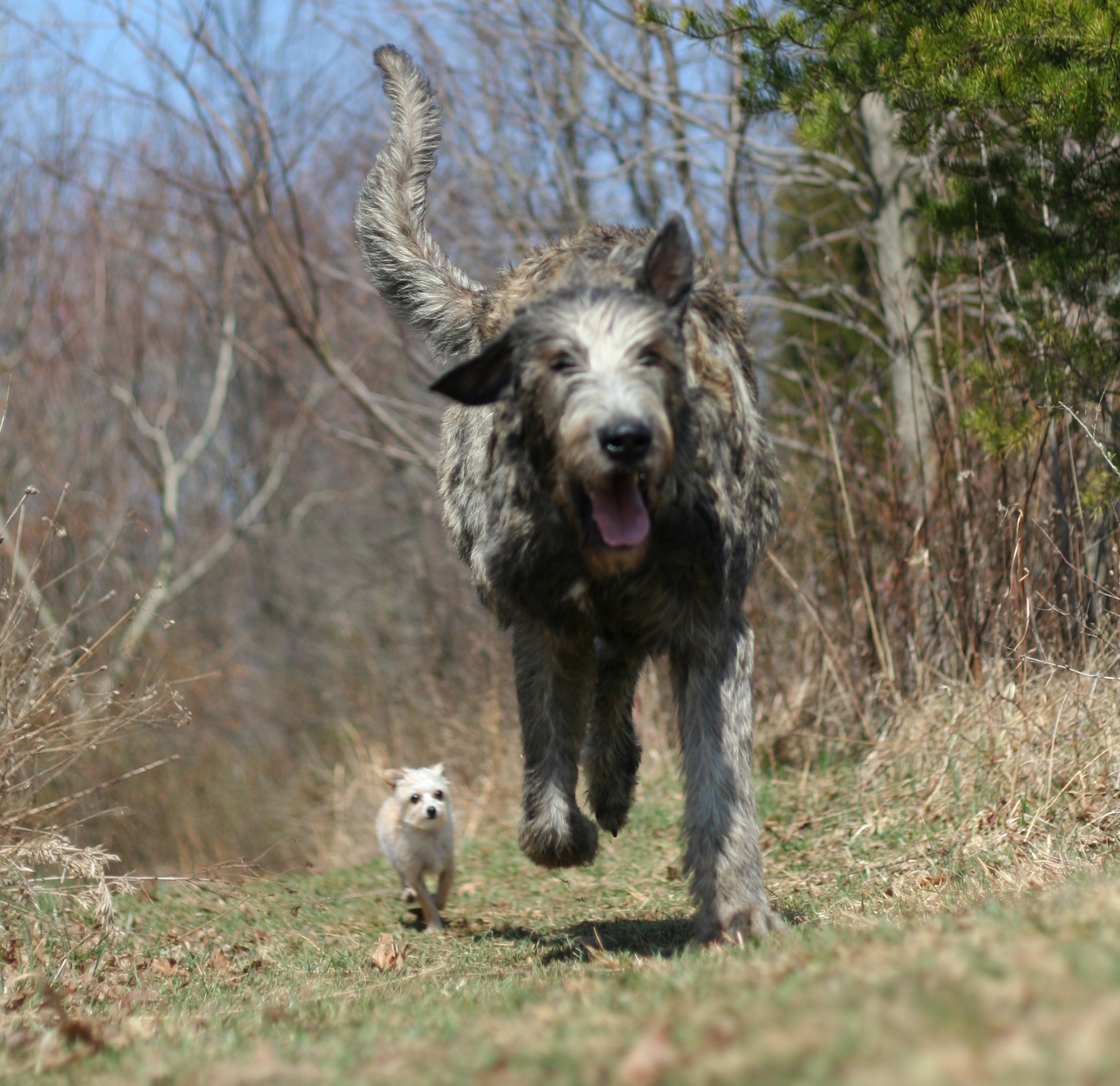 Irish Wolfhound 3