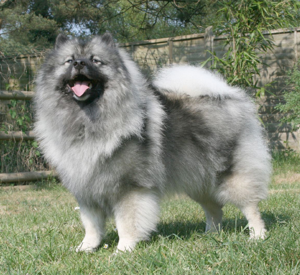keeshond breed guide - learn about the keeshond.
