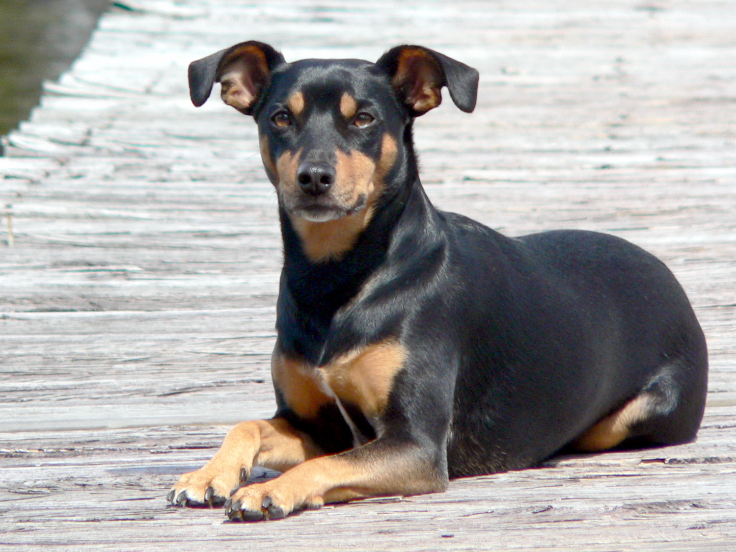 Manchester Terrier Standard Breed Guide Learn About The Manchester Terrier Standard