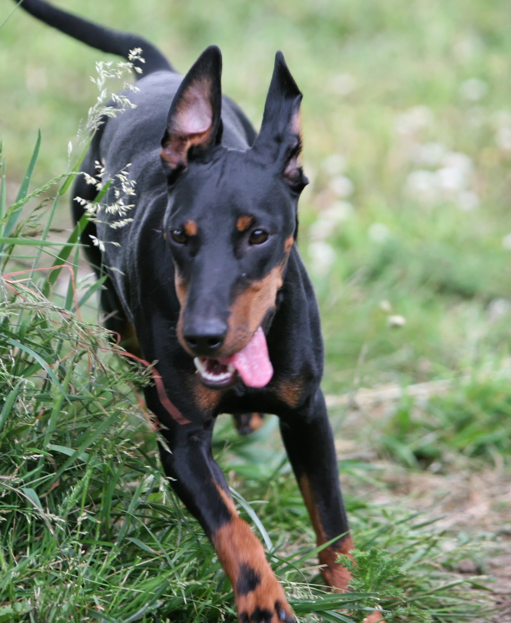 Manchester Terrier (Toy) 3