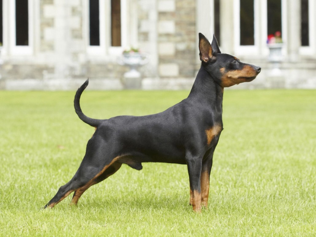 Miniature Pinscher Breed Guide Learn About The Miniature Pinscher