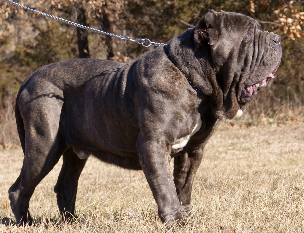 Neapolitan Mastiff Breed Guide Learn about the