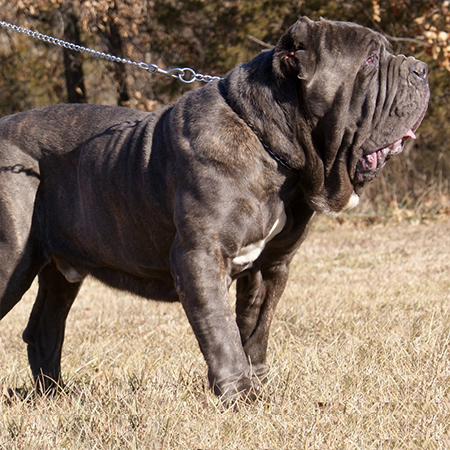 neapolitan mastiff characteristics