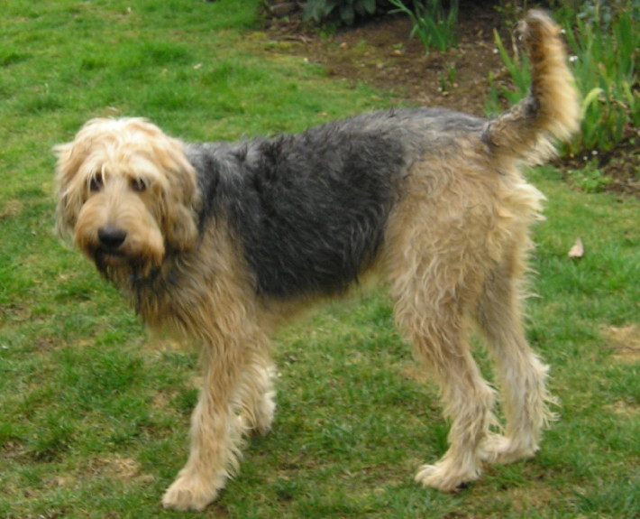 Otterhound Breed Guide Learn About The Otterhound otterhound-breed-guide-learn-about-the-otterhound