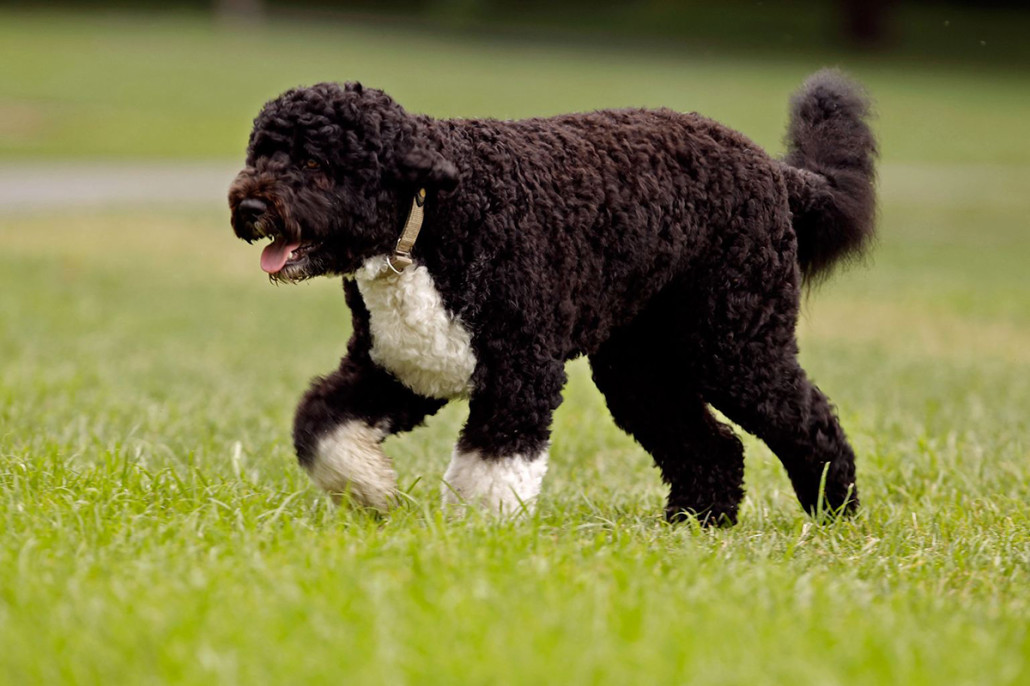 Portuguese Water Dog Breed Guide Learn about the Portuguese Water Dog.