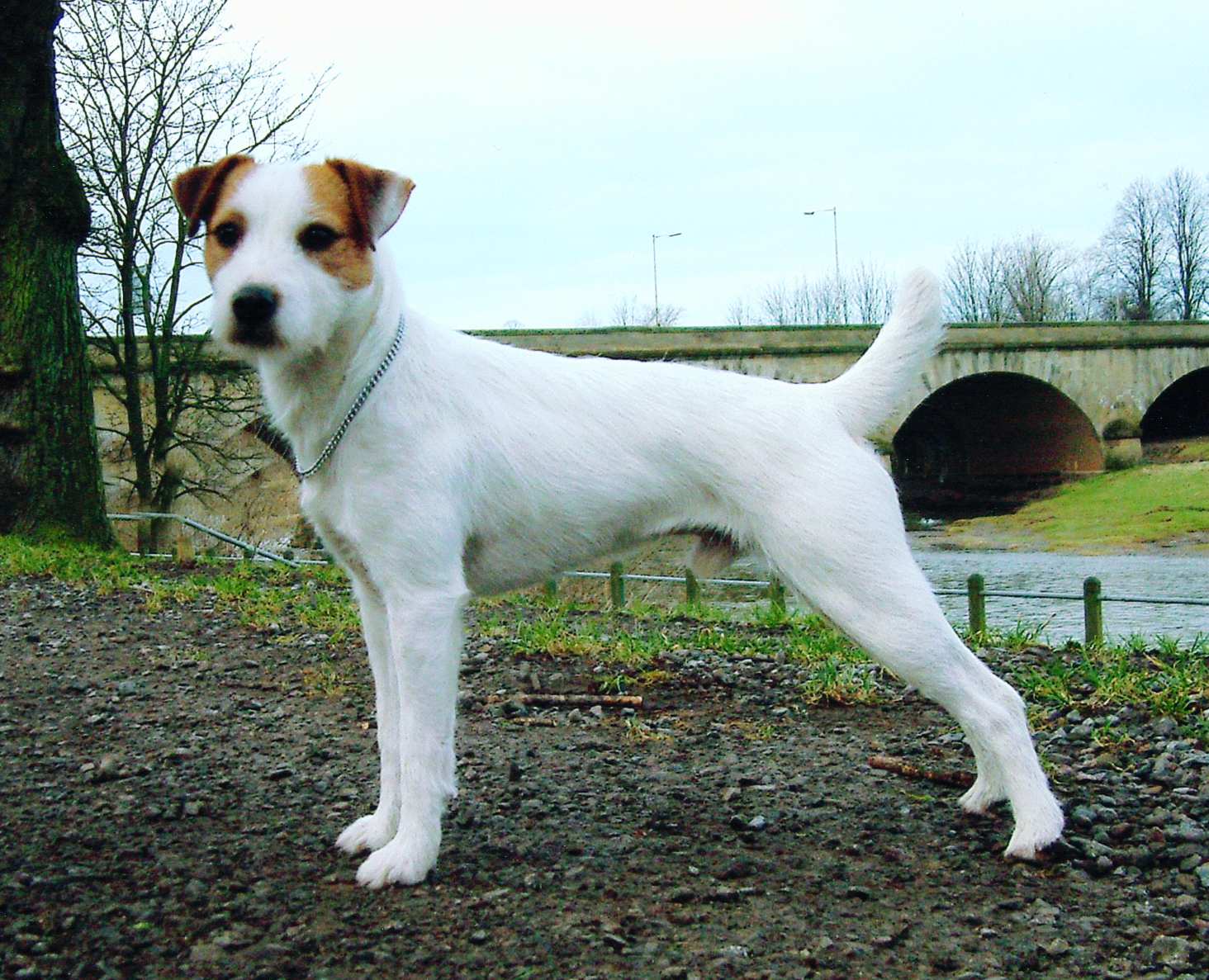 Parson Ter Parson Russell Terrier 2 - Pet Paw